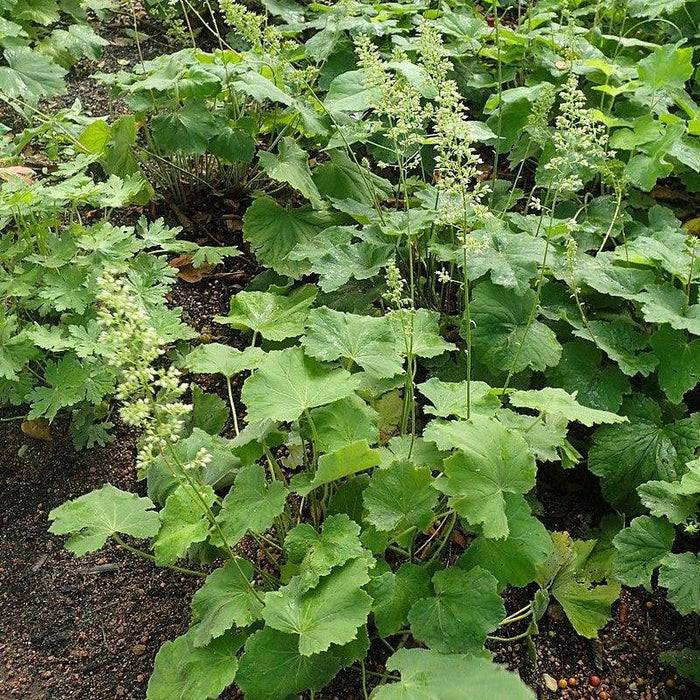 Coral Bells, Autumn Bride Coral Bells