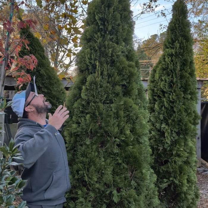 Arborvitae, Emerald Green Arborvitae