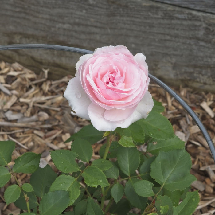 Rose, Olivia™ Rose