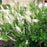 Summersweet, Sweet Pepperbush