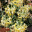 Honeysuckle, Scentsation Honeysuckle