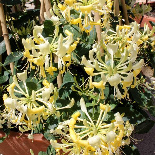 Honeysuckle, Scentsation Honeysuckle