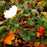 Rose, White Rugosa Rose