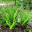 Fern, Goldie’s Shield Fern, Giant Wood Fern