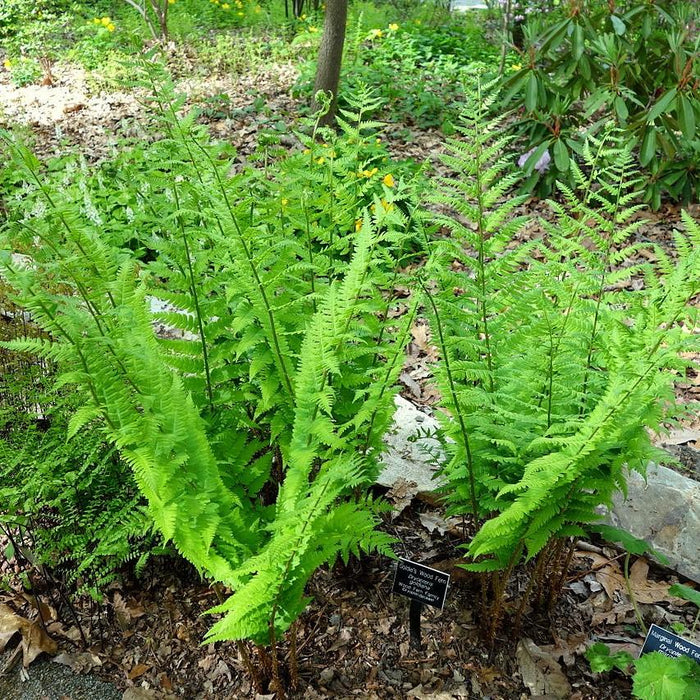 Fern, Goldie’s Shield Fern, Giant Wood Fern