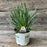 Allium, Serendipity Ornamental Onion