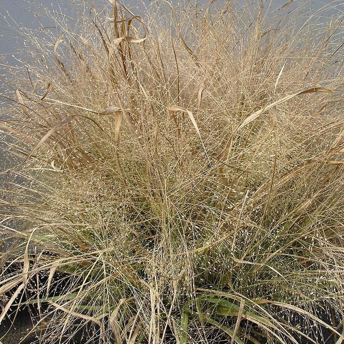 Grass, Purple Lovegrass