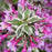Weigela, My Monet Purple Effect® Weigela