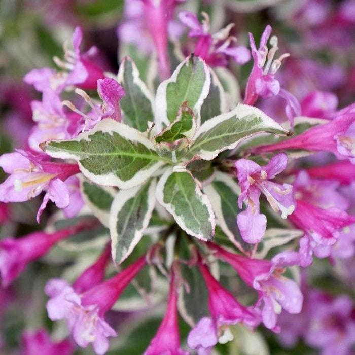 Weigela, My Monet Purple Effect® Weigela