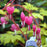Bleeding Heart, Gold Heart Bleeding Heart