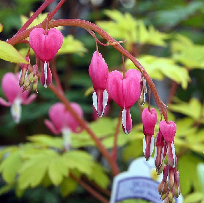 Bleeding Heart, Gold Heart Bleeding Heart