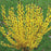 Forsythia, Show Off® Forsythia