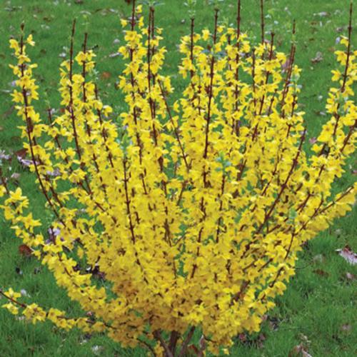 Forsythia, Show Off® Forsythia