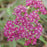 Yarrow, Milly Rock™ Rose Yarrow
