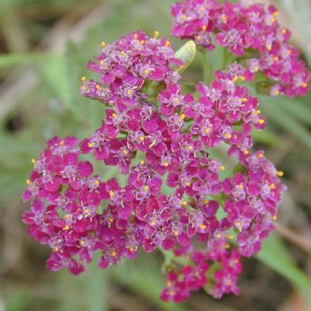 Yarrow, Milly Rock™ Rose Yarrow