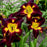 Daylily, Rainbow Rhythm® Persian Ruby Daylily
