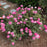 Rose, Double Pink Knock Out® Rose