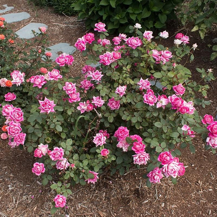 Rose, Double Pink Knock Out® Rose