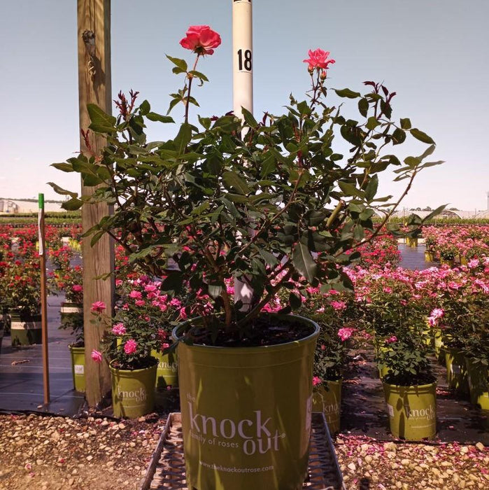 Rose, Pink Knock Out® Rose