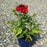 Coneflower, Sombrero® Salsa Red Coneflower