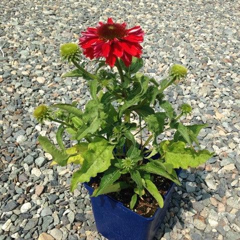 Coneflower, Sombrero® Salsa Red Coneflower