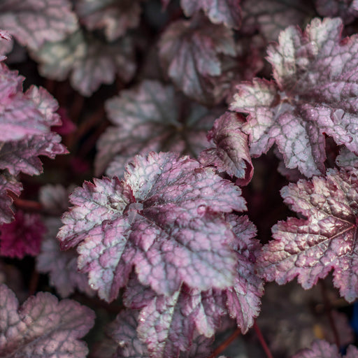 Coral Bells, Plum Pudding Coral Bells