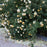 Rose, Popcorn Drift® Rose