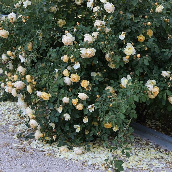 Rose, Popcorn Drift® Rose