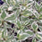 Dogwood, Ivory Halo® Red Twig Dogwood