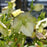 Hellebore, Royal Heritage™ Strain Lenten Rose