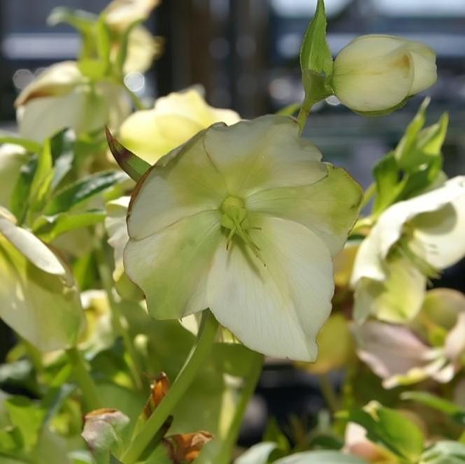 Hellebore, Royal Heritage™ Strain Lenten Rose
