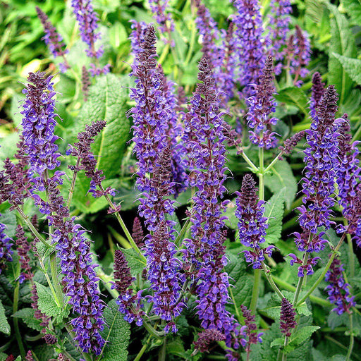 Wood Sage, May Night Wood Sage