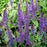 Wood Sage, May Night Wood Sage