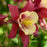 Columbine, Earlybird™ Red Yellow Columbine