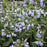 Lungwort, Twinkle Toes Lungwort
