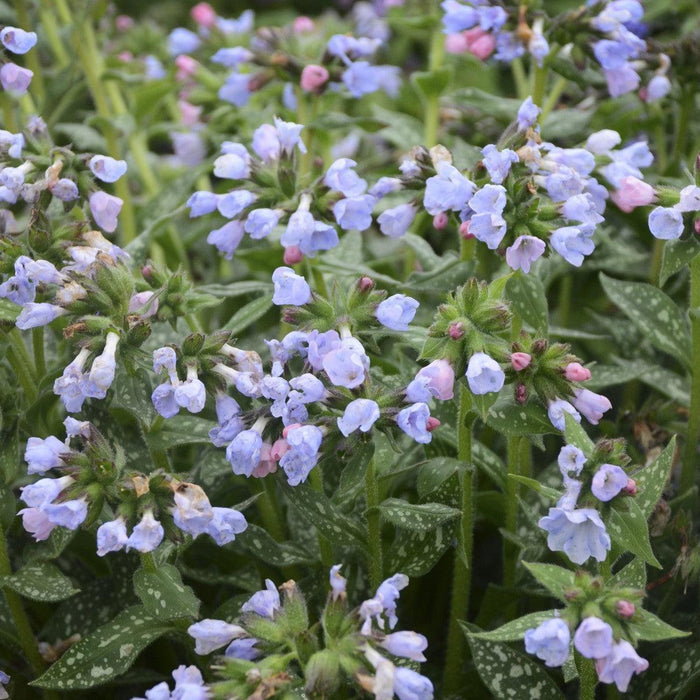 Lungwort, Twinkle Toes Lungwort