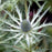 Sea Holly, Big Blue Sea Holly