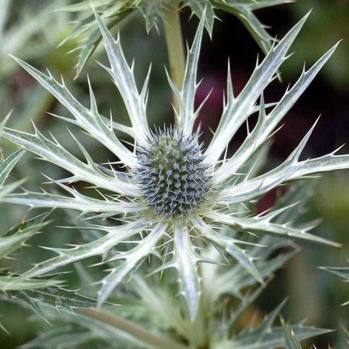 Sea Holly, Big Blue Sea Holly