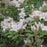 Azalea, Sweet Azalea
