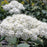 Spirea, Double Play® Blue Kazoo Spirea