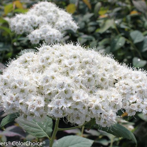 Spirea, Double Play® Blue Kazoo Spirea