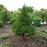 Spruce, Dwarf Alberta Spruce