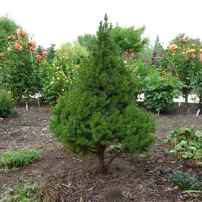 Spruce, Dwarf Alberta Spruce