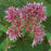 Joe Pye Weed, Little Joe Pye Weed