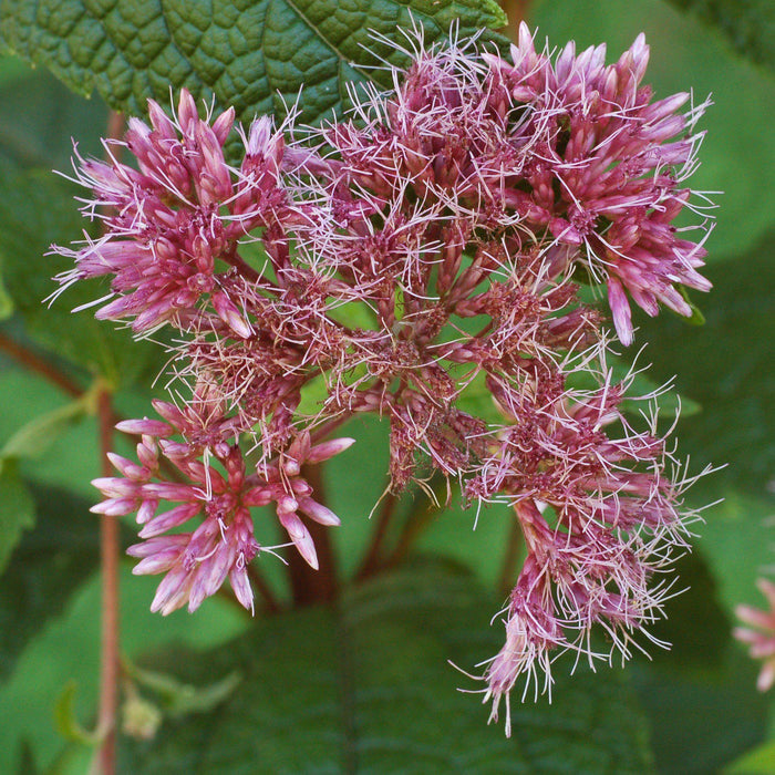 Joe Pye Weed, Little Joe Pye Weed