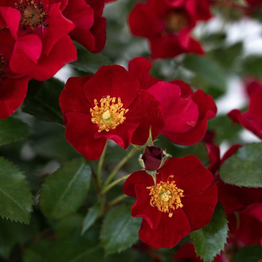 Rose, Scarlet Drift® Rose