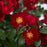 Rose, Scarlet Drift® Rose
