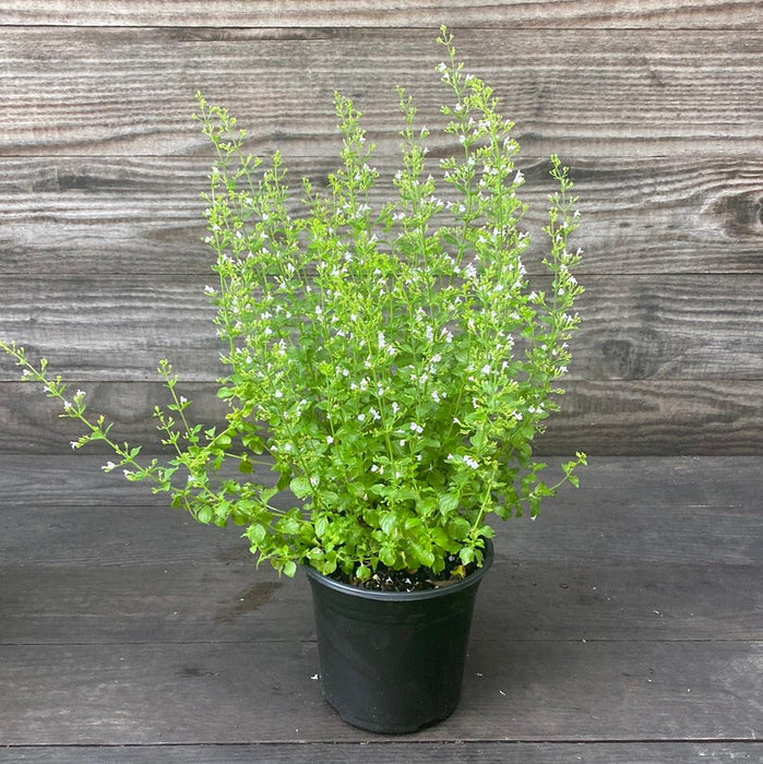Catmint, Lesser Calamint