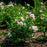 Lilac, Bloomin' Easy® Pearl Potion™ Korean Lilac