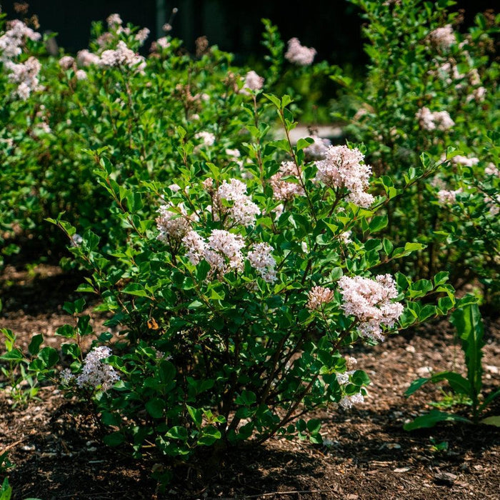 Lilac, Bloomin' Easy® Pearl Potion™ Korean Lilac